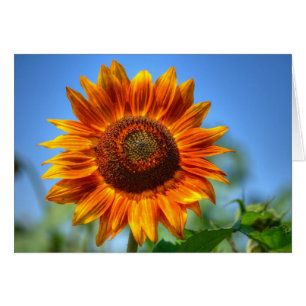 Helder schitterende oranje zonnebloem