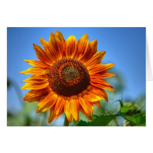 Helder schitterende oranje zonnebloem (Voorkant Horizontaal)