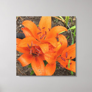Helder Sinaasappel Daylily Foto Canvas Kunst