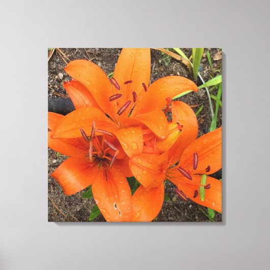 Helder Sinaasappel Daylily Foto Canvas Kunst (Voorkant)
