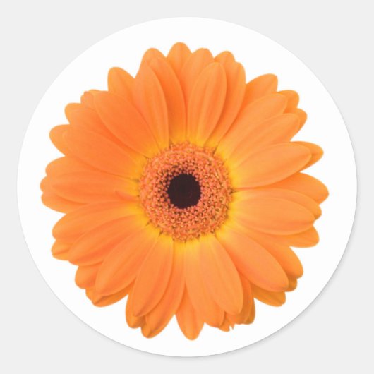 Helder Sinaasappel Gerbera Daisy Flower Ronde Sticker (Voorkant)