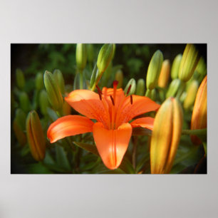 helder sinaasappel poster