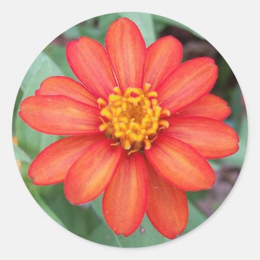 Helder Sinaasappel Zinnia ronde sticker, envelop s Ronde Sticker (Voorkant)