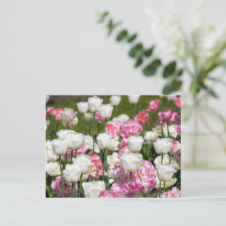 Helder witte en roze tulpen op een zonnige dag briefkaart