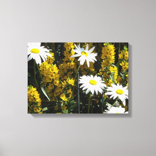 Helder Witte Madeliefjes Canvas Afdruk (Voorkant)
