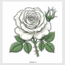 Helder Witte Roos