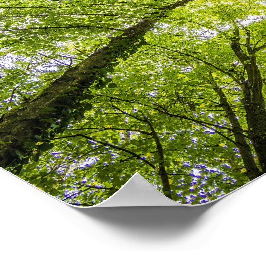 Helderboomkanopie Poster (Hoek)