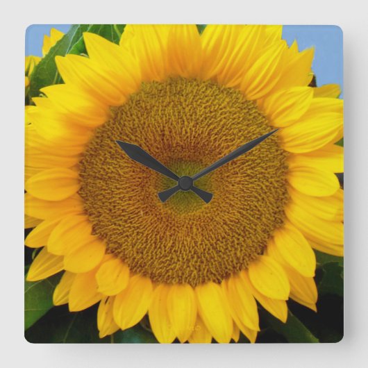 Heldere blauwe zonnebloem vierkante klok (Voorkant)