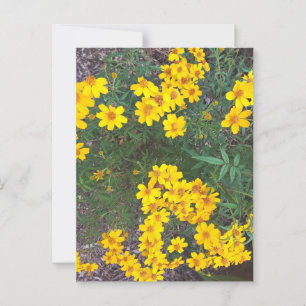 Heldere gele wilde bloemen in de natuurlijke tuin briefkaart