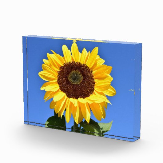 Heldere gele zonnebloem fotoblokken (Rechts)