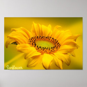 Heldere Gele Zonnebloem Matte Wall Art Poster