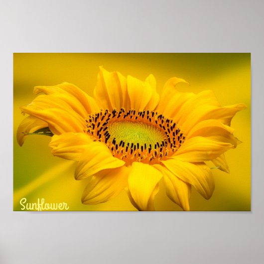 Heldere Gele Zonnebloem Matte Wall Art Poster (Voorkant)