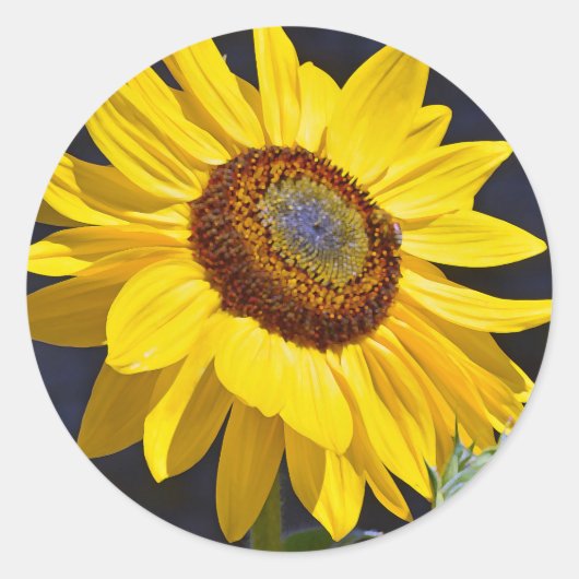 Heldere gele zonnebloem ronde sticker (Voorkant)