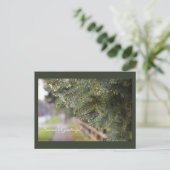 Heldere glinsterende groenblijvende naalden Modern Briefkaart (Staand voorkant)