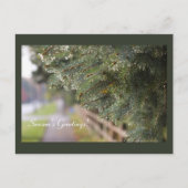 Heldere glinsterende groenblijvende naalden Modern Briefkaart (Voorkant)