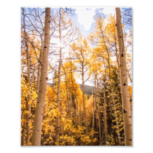 Heldere Herfst Aspen Leaves Foto Afdruk