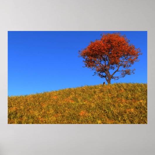 Heldere herfstdagprint poster (Voorkant)