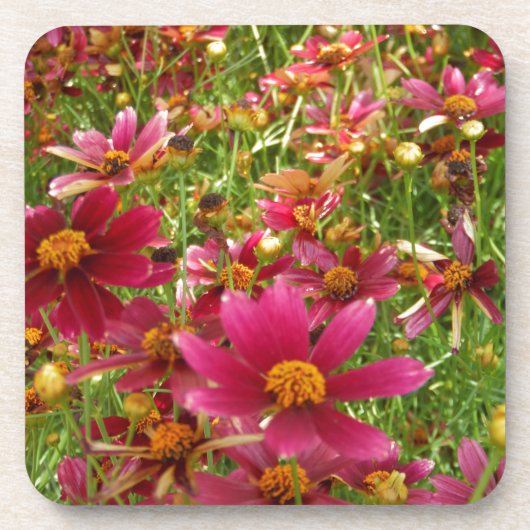 Heldere Hot Pink en gele Daisy bloemen Bier Onderzetter (Voorkant)