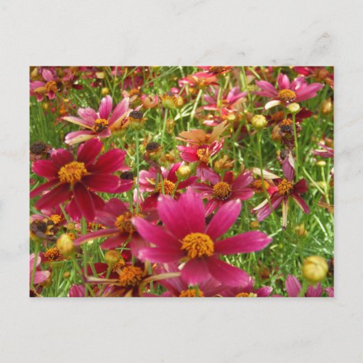 Heldere Hot Pink en gele Daisy bloemen Briefkaart (Voorkant)