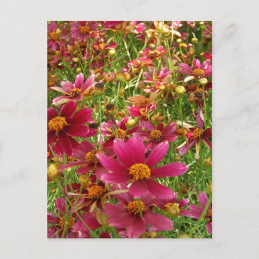 Heldere Hot Pink en gele Daisy bloemen Briefkaart (Voorkant)