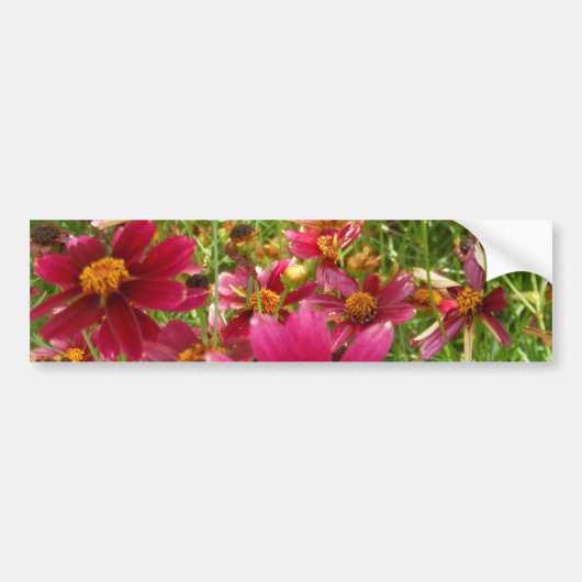 Heldere Hot Pink en gele Daisy bloemen Bumpersticker (Voorkant)