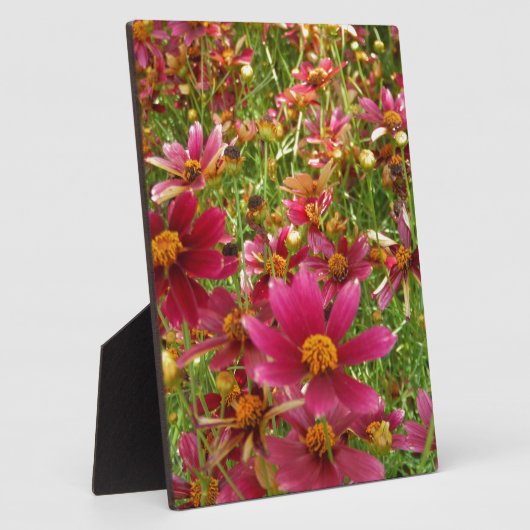 Heldere Hot Pink en gele Daisy bloemen Fotoplaat (Zijkant)