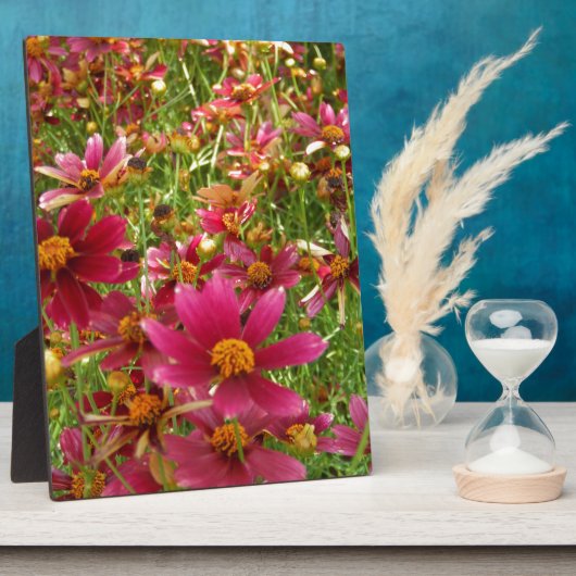 Heldere Hot Pink en gele Daisy bloemen Fotoplaat (Zijkant)