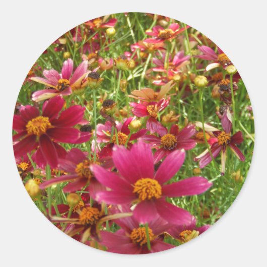 Heldere Hot Pink en gele Daisy bloemen Ronde Sticker (Voorkant)