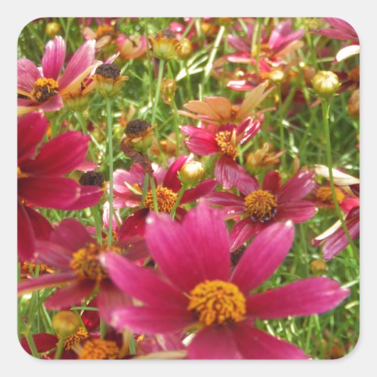 Heldere Hot Pink en gele Daisy bloemen Vierkante Sticker (Voorkant)