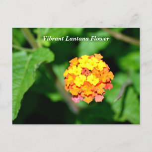 Heldere kleur Lantana Flower Briefkaart