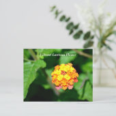 Heldere kleur Lantana Flower Briefkaart (Staand voorkant)