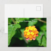 Heldere kleur Lantana Flower Briefkaart (Voorkant / Achterkant)