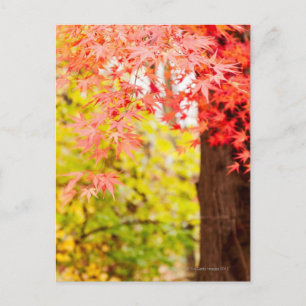 Heldere kleuren Japanse paardenboom in het najaar Briefkaart
