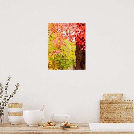 Heldere kleuren Japanse paardenboom in het najaar Poster (Keuken)