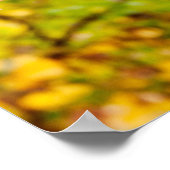 Heldere kleuren Japanse paardenboom in het najaar Poster (Hoek)