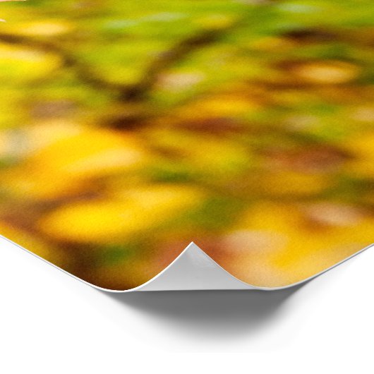 Heldere kleuren Japanse paardenboom in het najaar Poster (Hoek)