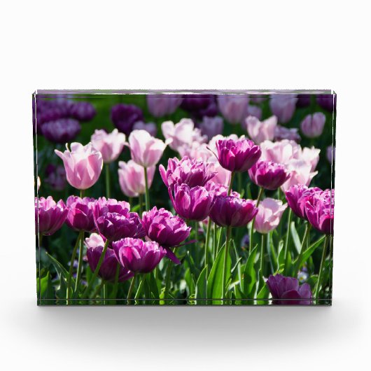 Heldere lila en roze tulpen op een zonnige dag fotoblokken (Voorkant)