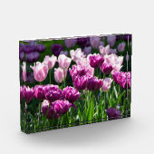 Heldere lila en roze tulpen op een zonnige dag fotoblokken (Links)