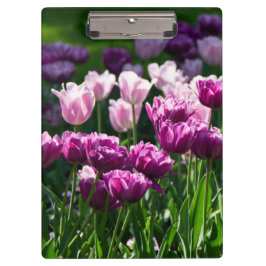 Heldere lila en roze tulpen op een zonnige dag klembord