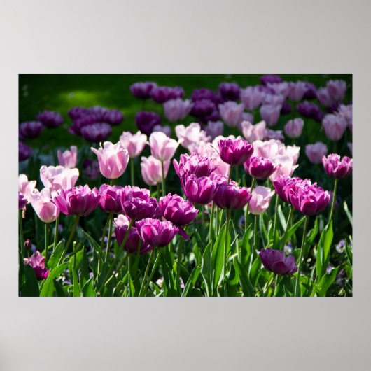 Heldere lila en roze tulpen op een zonnige dag pos poster (Voorkant)