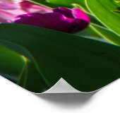 Heldere lila en roze tulpen op een zonnige dag pos poster (Hoek)
