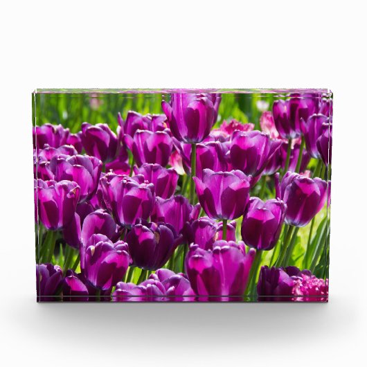 Heldere lila tulpen op een zonnige dag fotoblokken (Voorkant)