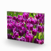 Heldere lila tulpen op een zonnige dag fotoblokken (Rechts)