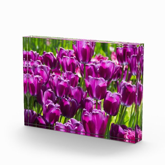 Heldere lila tulpen op een zonnige dag fotoblokken (Rechts)