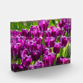 Heldere lila tulpen op een zonnige dag fotoblokken (Links)