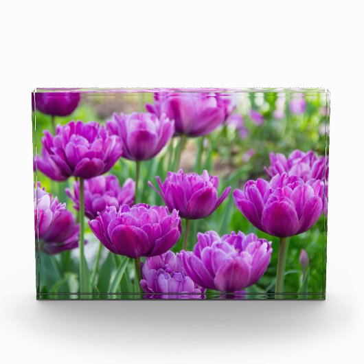 Heldere lila tulpen op een zonnige dag fotoblokken (Voorkant)