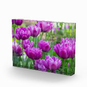 Heldere lila tulpen op een zonnige dag fotoblokken (Rechts)