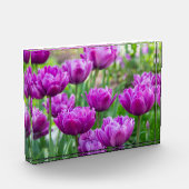 Heldere lila tulpen op een zonnige dag fotoblokken (Links)