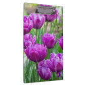 Heldere lila tulpen op een zonnige dag klembord (Rechts)