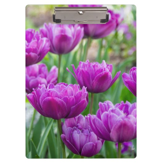 Heldere lila tulpen op een zonnige dag klembord (Voorkant)
